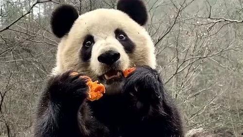 娱乐吃瓜大熊猫视频下载,萌态可掬萌翻网友
